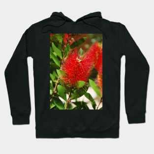 Bottlebrush Flower Hoodie